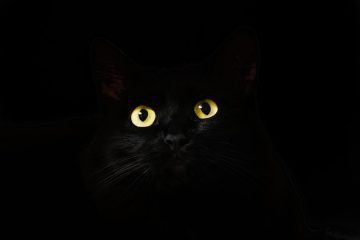 Black Cats Might Not Be As Unlucky As You Think