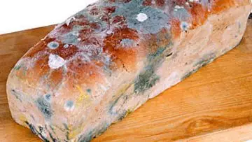 What will happen if you eat bread with mold?