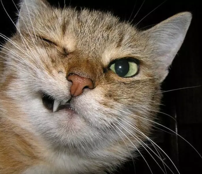 funny cat face