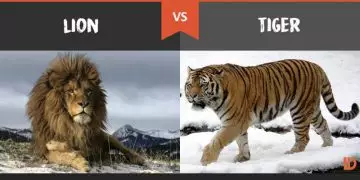 Is LION really the KING of the jungle?