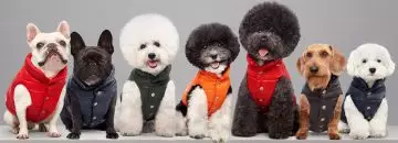Dog Apparel - Most fashionable dogs in the world!