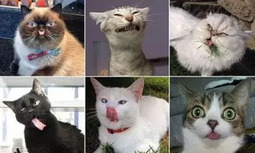 These Are Probably the Ugliest Cats in The World