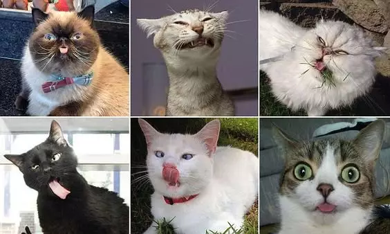 The ugliest cats