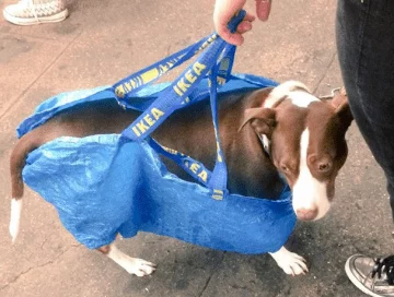 NYC Subway Banned Dogs That Don't Fit in a Bag - New Yorkers Didn't Disappoint
