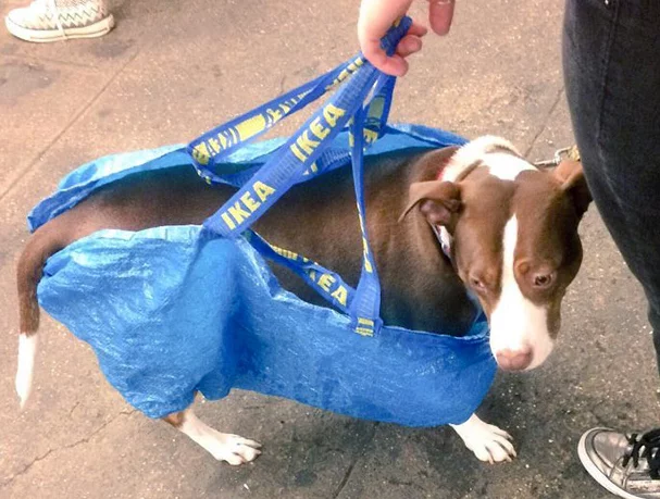 NYC Subway Banned Dogs That Don't Fit in a Bag - New Yorkers Didn't Disappoint