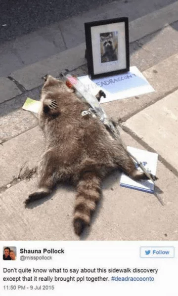 Tragic and Hilarious Dead Racoon Memorial in Canada