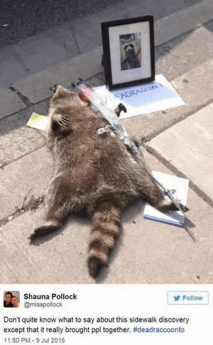 Tragic and Hilarious Dead Racoon Memorial in Canada