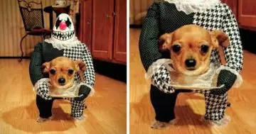 Funniest Halloween Pet Costume Ideas